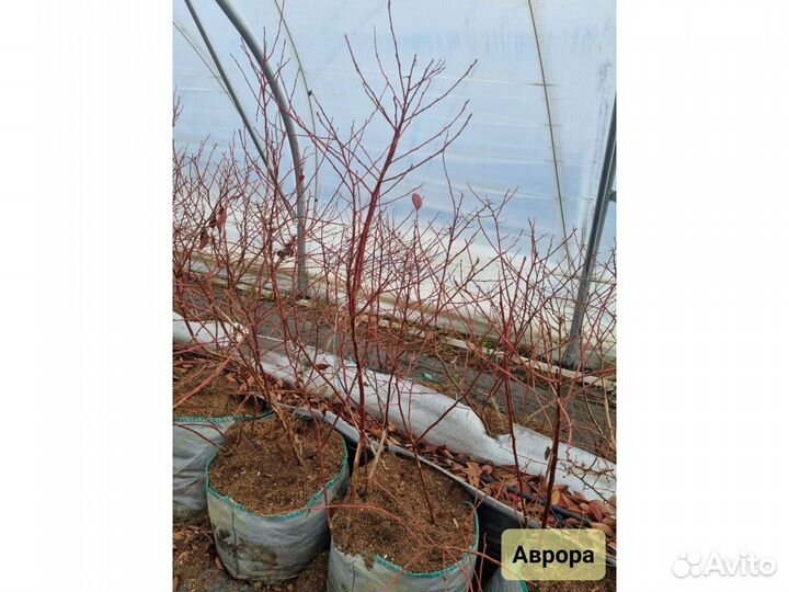 Голубика 5лет