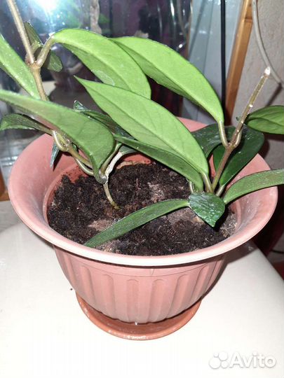 Хойя карноза