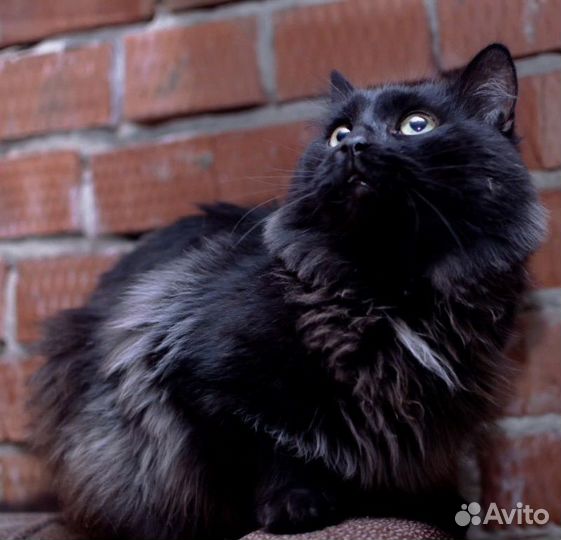 Пушистый чёрный кот