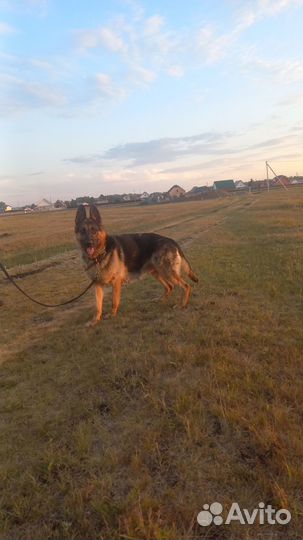 Щенки немецкой овчарки. Чистокровные