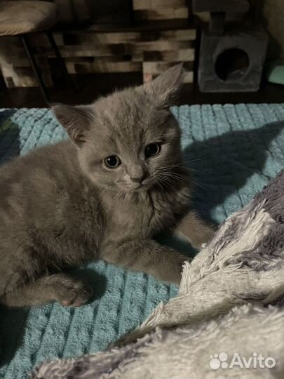 Шотландские прямоухие котята