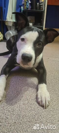 Американский питбуль