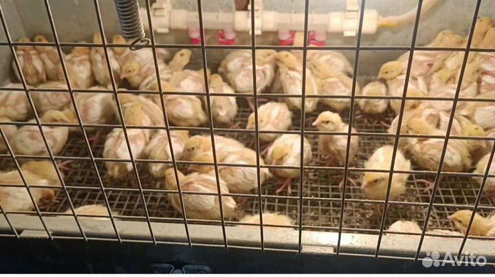 Перепела суточные