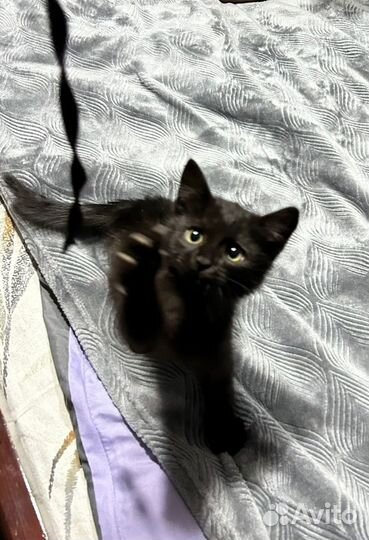 Кошечка в добрые ручки