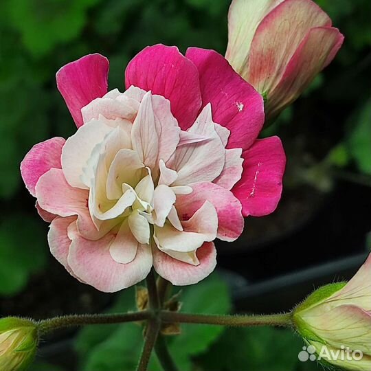 Пеларгония Bonas Meira