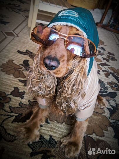 Комбинезон для собак 