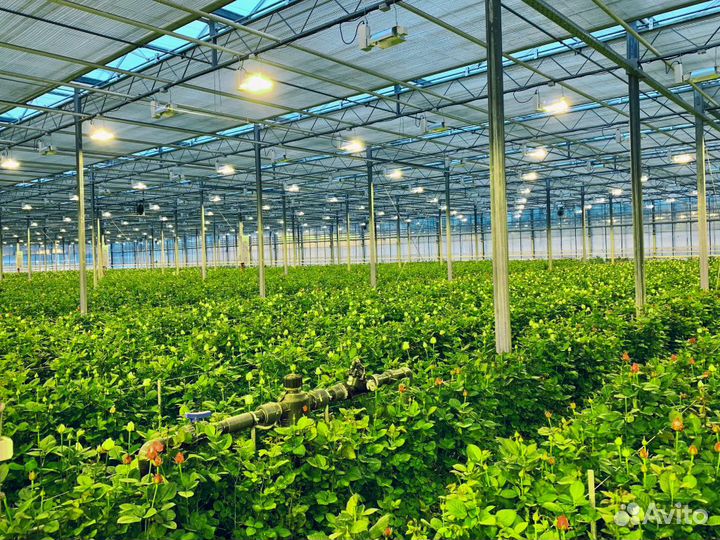 Цветы из теплицы Самые свежие