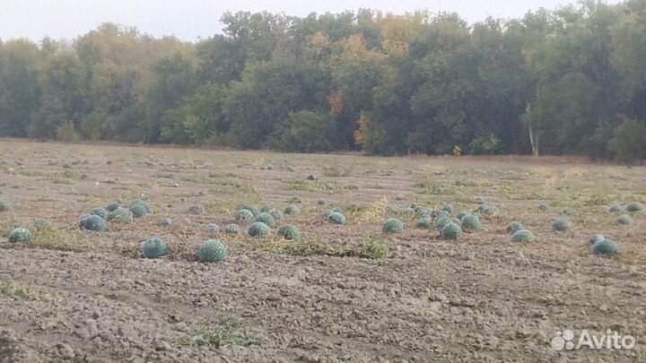 Тыква Арбуз