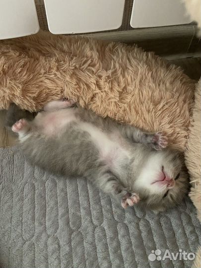 Отдам котенка в добрые руки