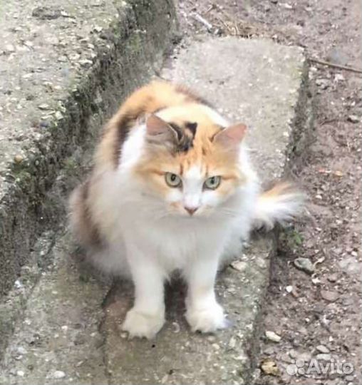Кошка в добрые руки