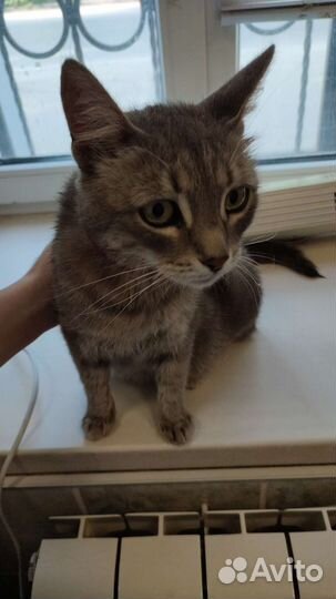 Стерилизация кошек возможна передержка