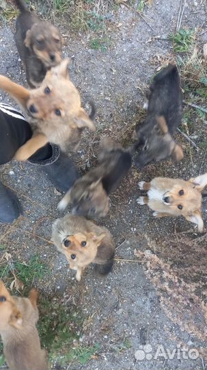 Кутята в добрые руки