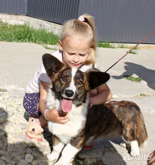 Вельш Корги Кардиган