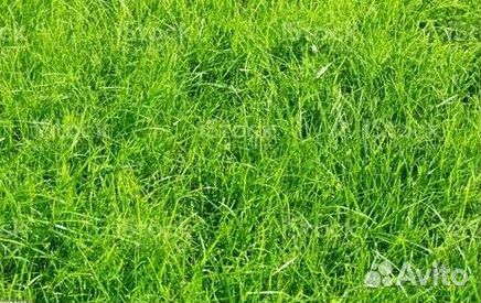 Укладка Рулонного газона