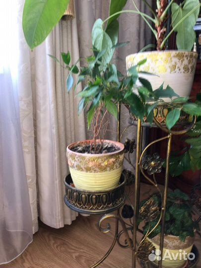 Кованные подставки,растения,горшки