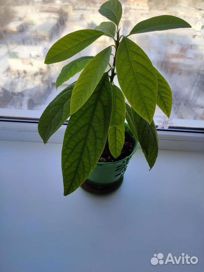 Авокадо дерево