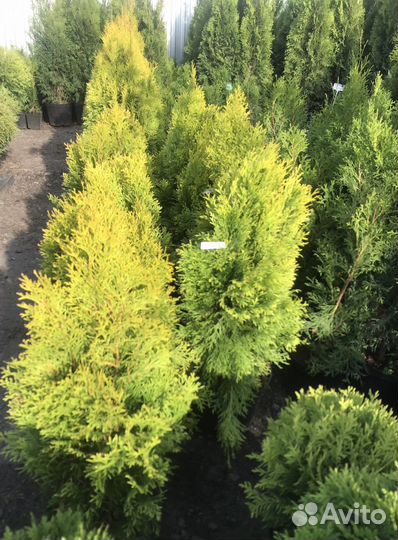 Туя Голден Смарагд