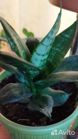 Сансевиерия