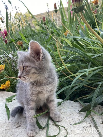 Кошки в добрые руки бесплатно