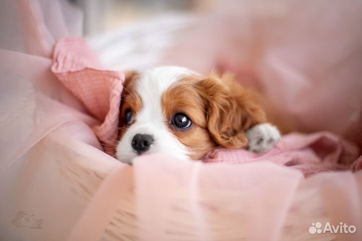 Фотограф-анималист, зоофотограф