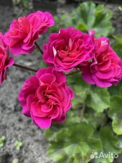 Пеларгония юв-Византия