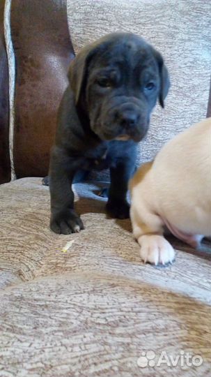 Неотразимые