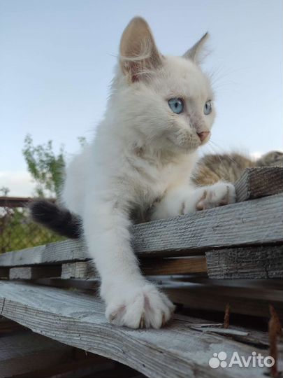 Кошка в дар