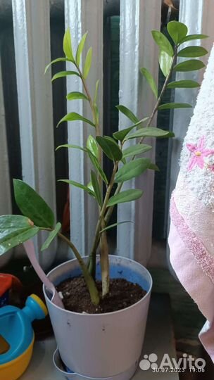 Замиокулькас