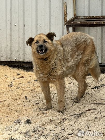 Собака в частный дом для охраны территории и любви