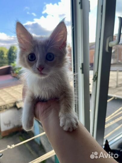 Котенок-мальчик в добрые руки