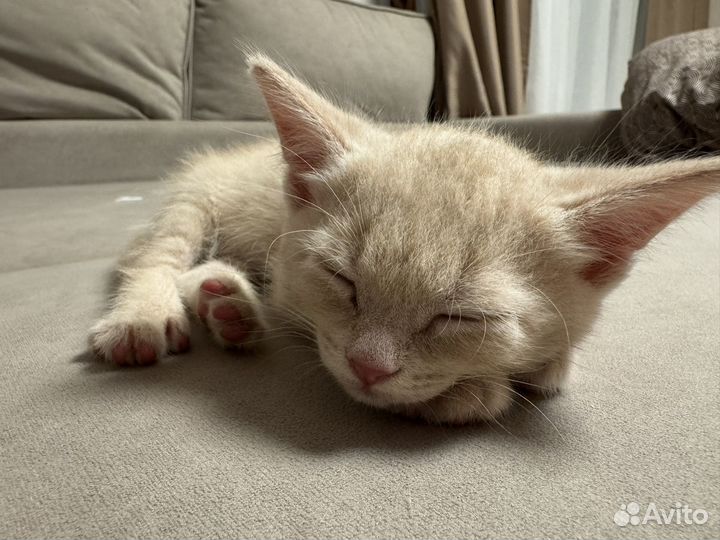 Котенок 2 месяца