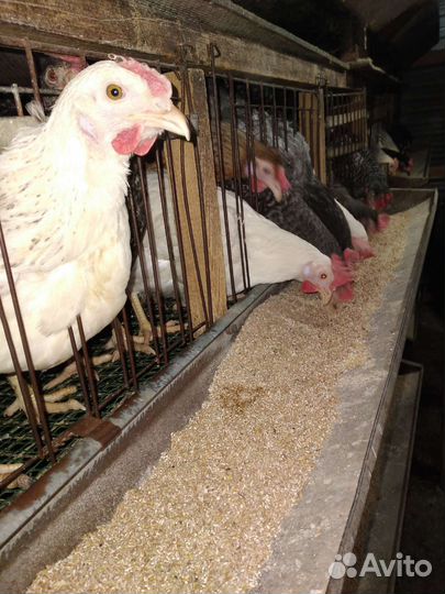 Куры доминант