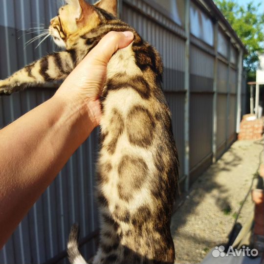 Бенгальские котята