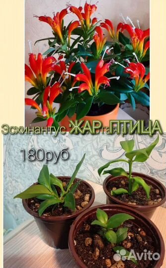 Цветущие, комнатные