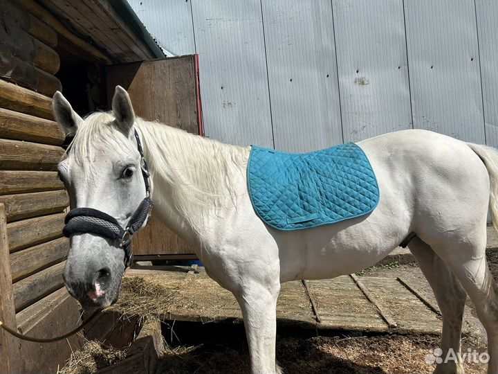 Конная амуниция