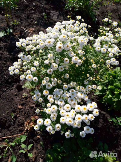 Многолетники для сада