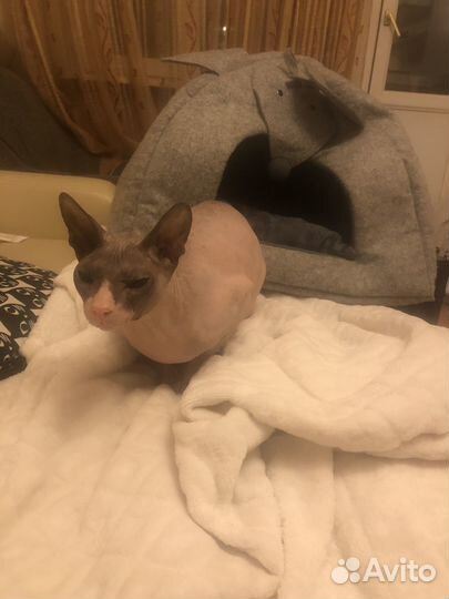 Домашняя передержка животных