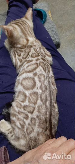 Бенгальская