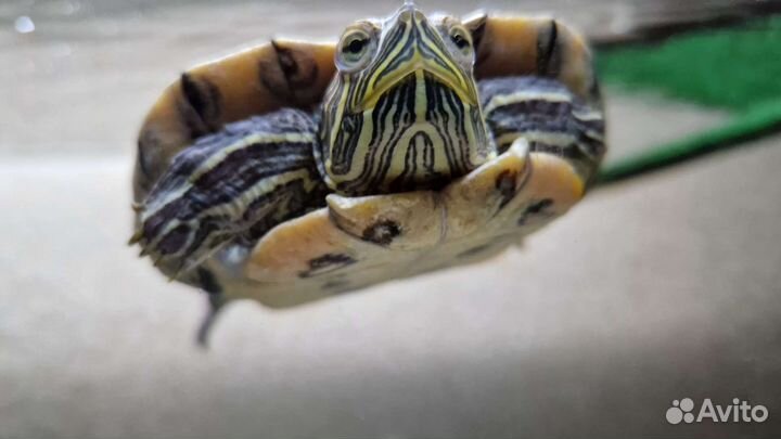 Красноухая черепаха с аквариумом в добрые руки