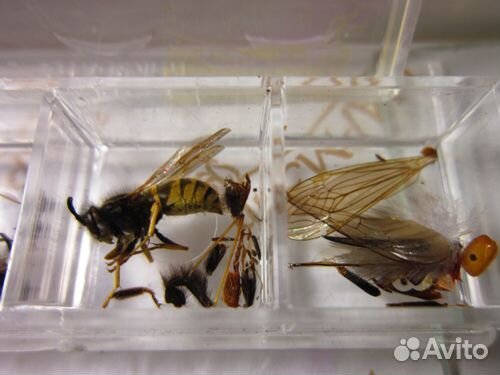 Дополнительный набор микроскопу