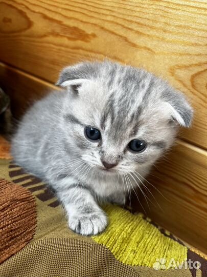 Шотладские котята