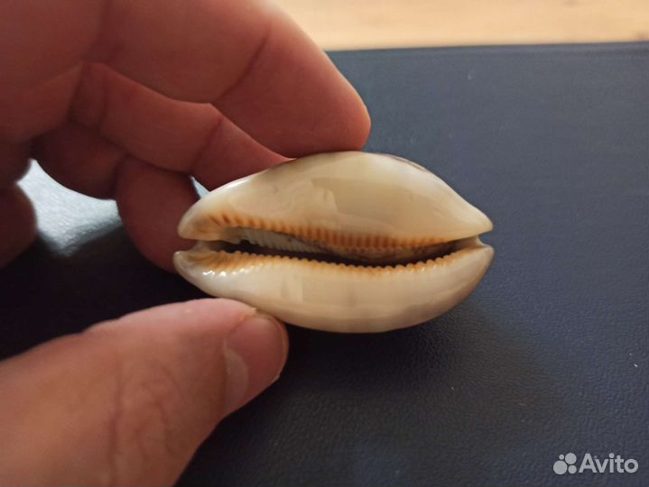 Морская раковина