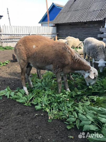 Катумские бараны, ярочки