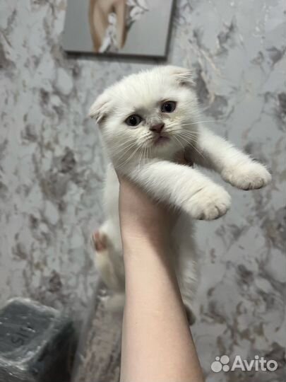 Шотландская вислоухая кошка