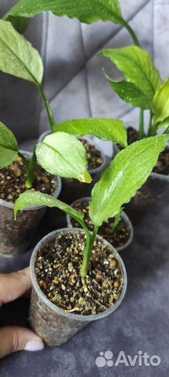 Спатифиллум Спил милк Гофра