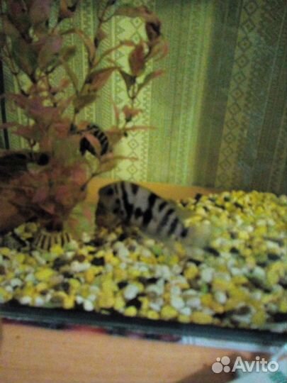 Аквариумные рыбки