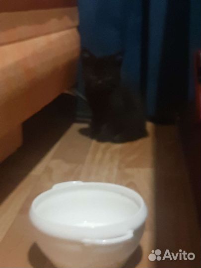 Черный котенок в добрые руки