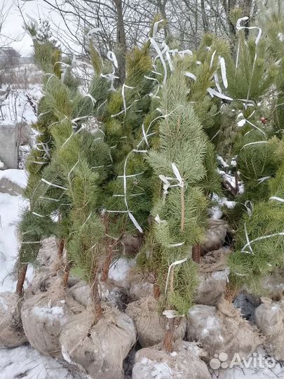Сосна обыкновенная 140-150см