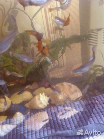 Взрослые моллинезии и гуппи