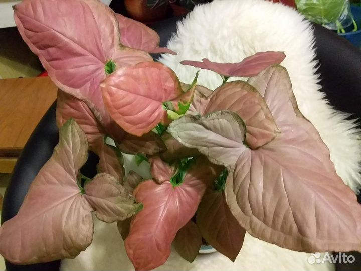 Сингониумы